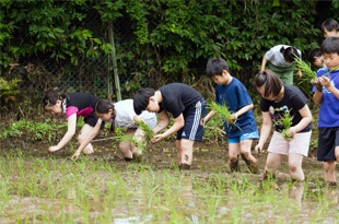 5年生三浦自然教室で田植え