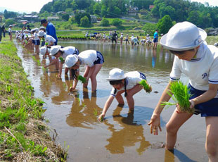 八ヶ岳自然教室（5月 第3・4学年）<br>田植え体験 初めて田んぼにはいる子も、<br>一生懸命に植えます。