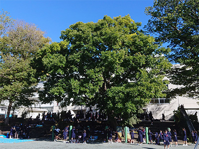 田園調布雙葉小学校 - お受験じょうほう（関東首都圏）